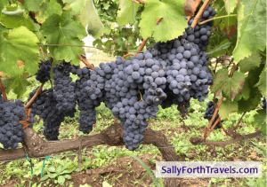 sally hendrick sally forth travels grapes socially sicily